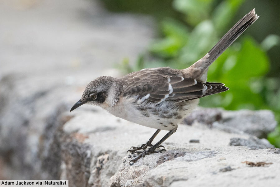 Galápagos Mockingbird