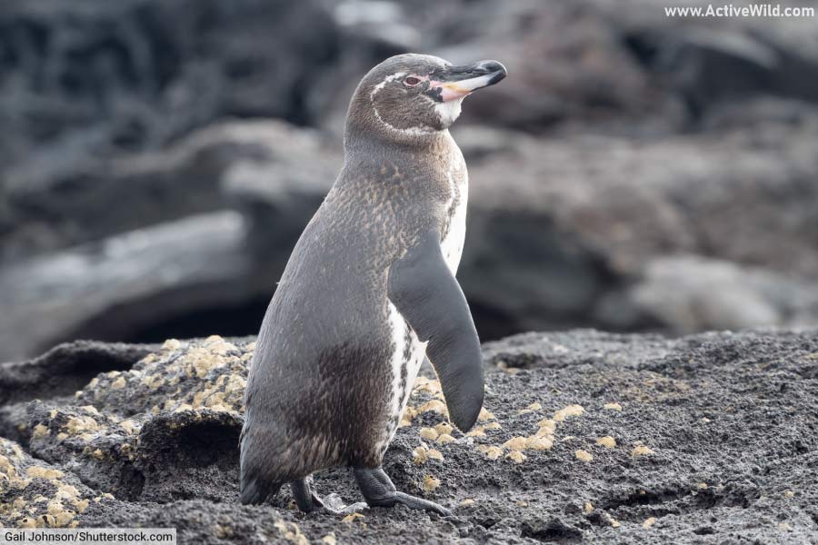 Galápagos Penguin