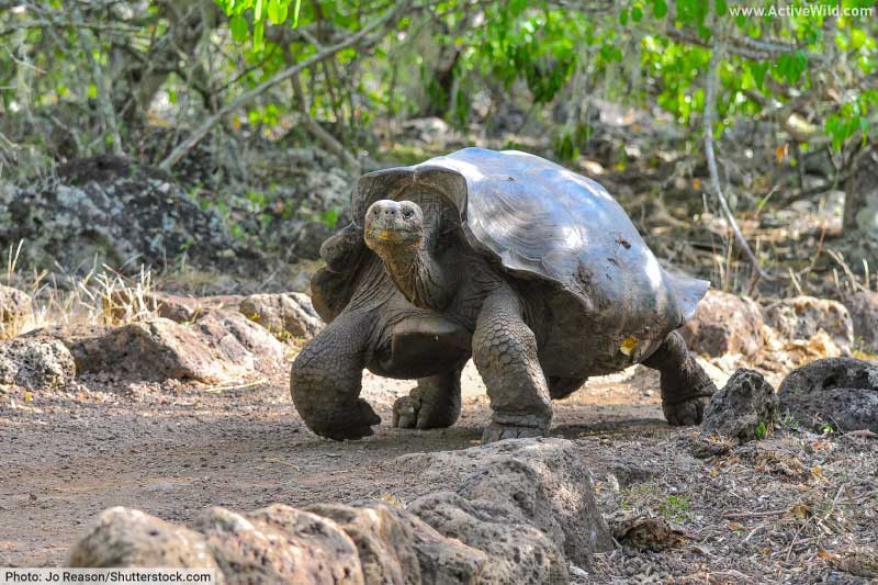 Galapagos Tortoise