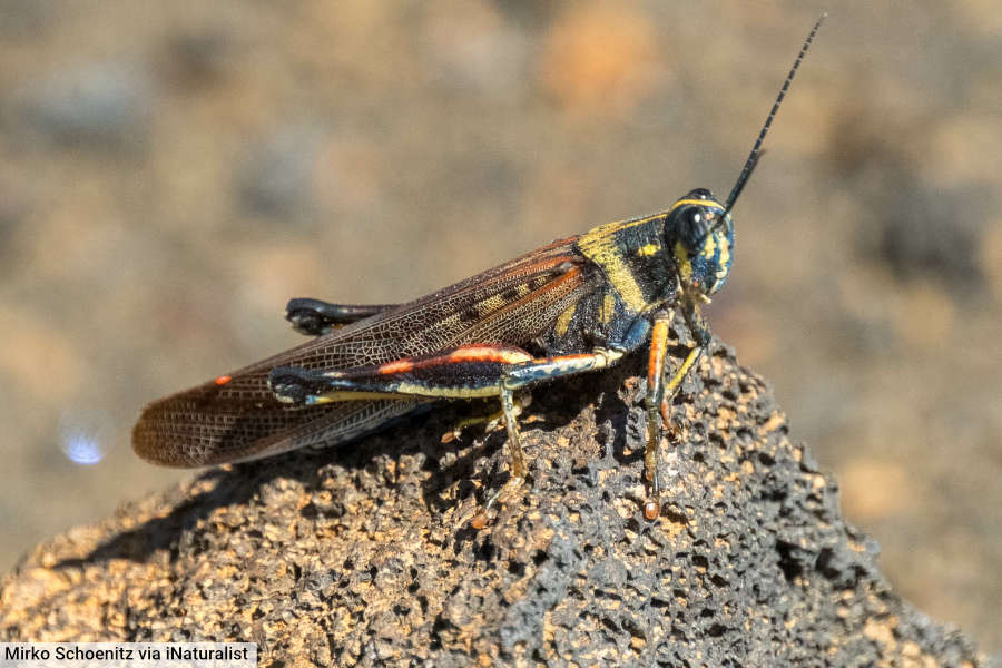 Large Painted Locust