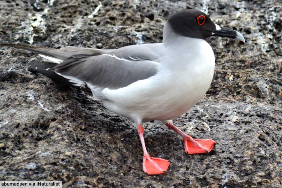 Swallow-Tailed Gull