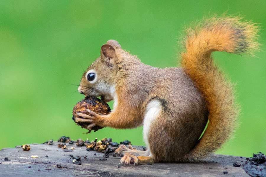 American Red Squirrel Rodent