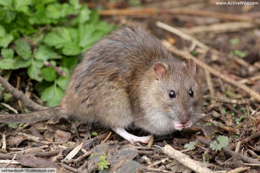 Brown Rat