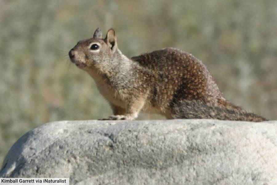 California Ground Squirrel