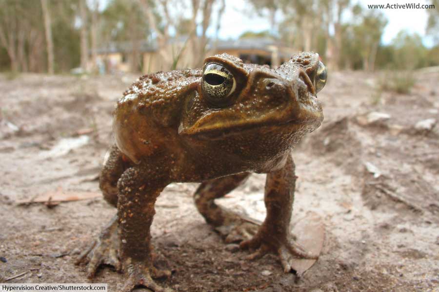 Cane Toad