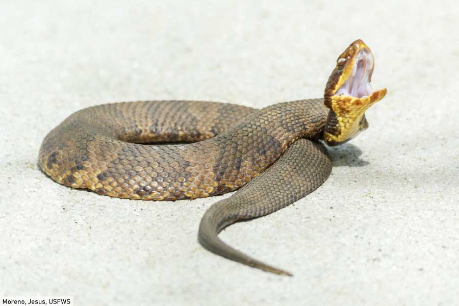 Cottonmouth snake