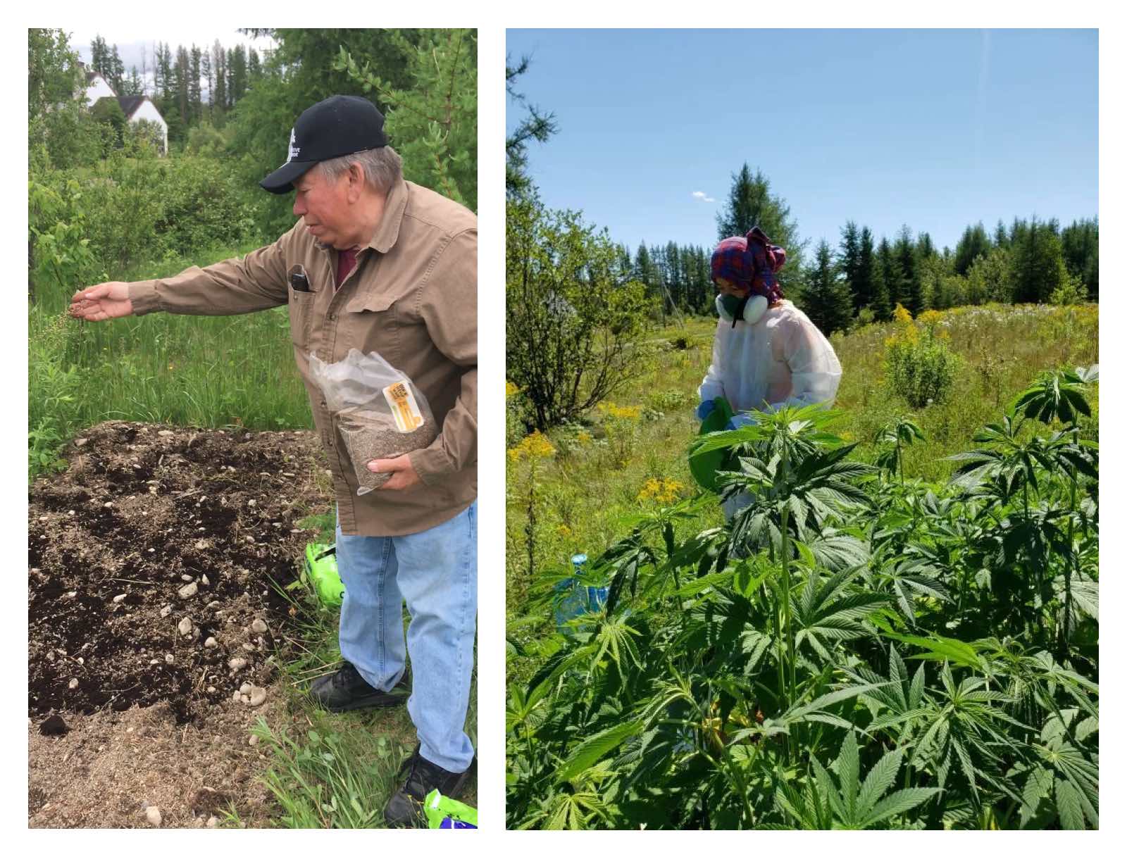 Two side-by-side images show a man scattering hemp seeds from a bag over a dirt plot, and a woman in PPE watering a stand of hemp plants