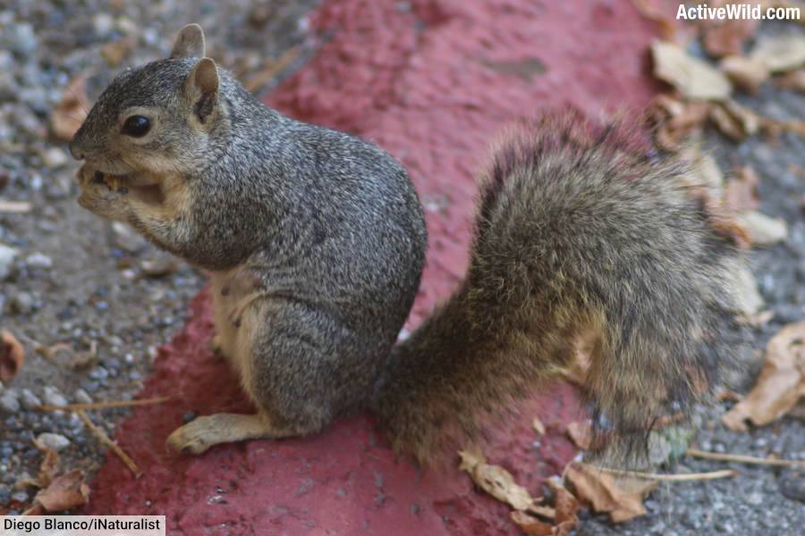 Fox Squirrel