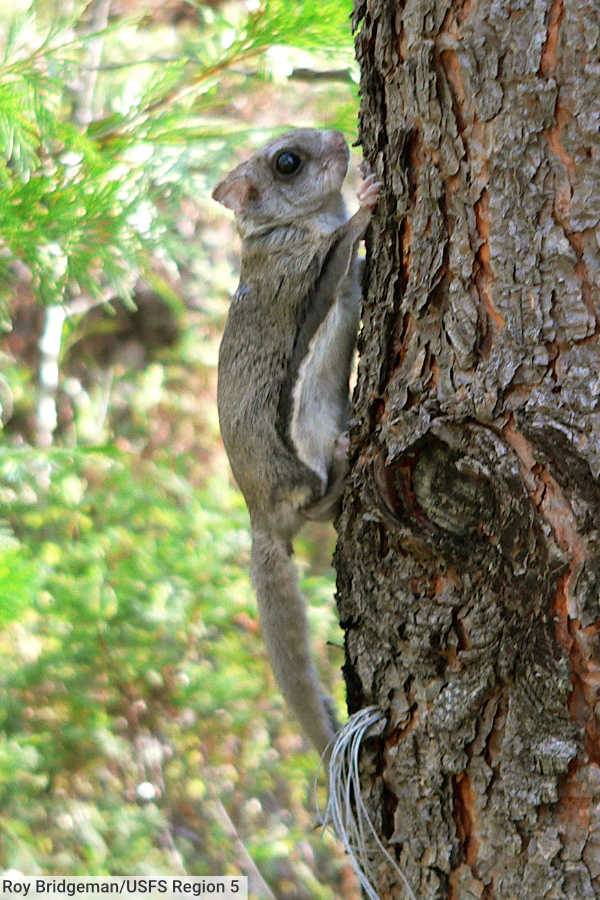 Humboldt's Flying Squirrel