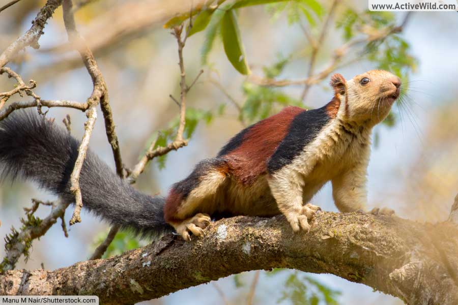 Indian Giant Squirrel