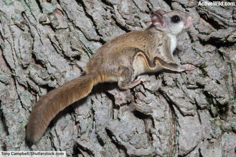 Southern Flying Squirrel