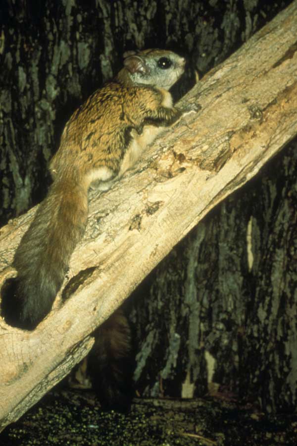 Northern Flying Squirrel