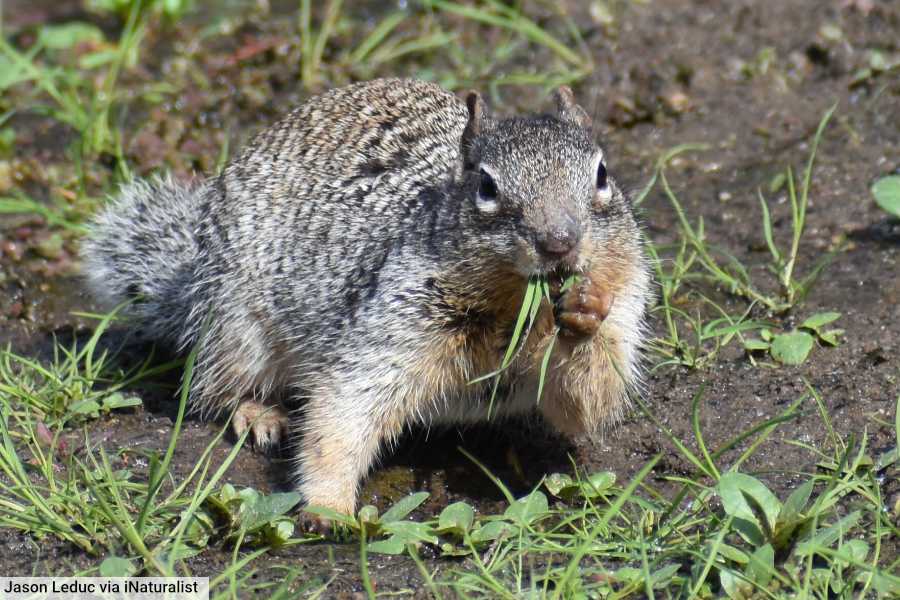 Rock Squirrel