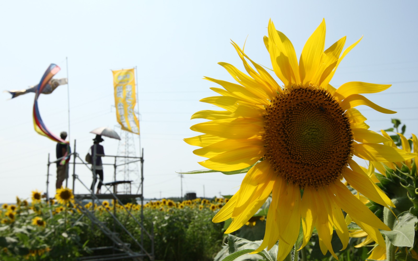 A closeup of a sunflower, with a blooming field in the background and people standing on a platform