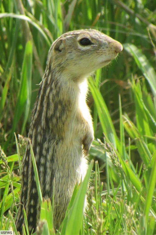 Thirteen Lined Ground Squirrel