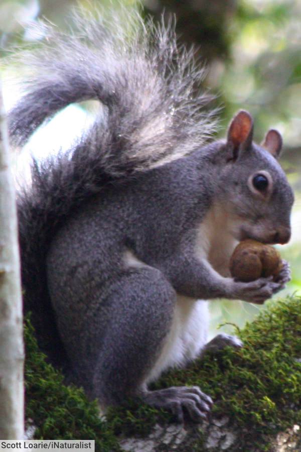 Western Gray Squirrel