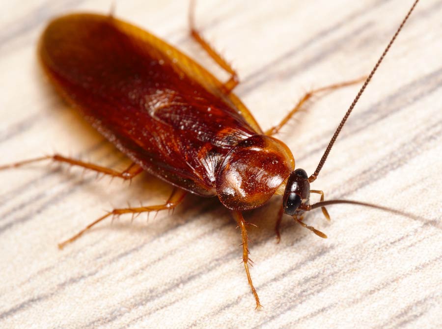 Western Wood Cockroach