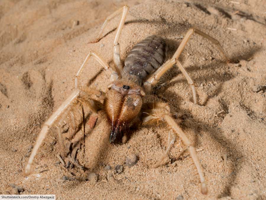 camel spider