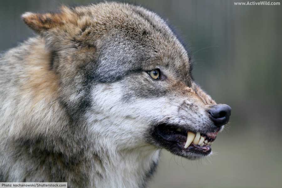 gray wolf