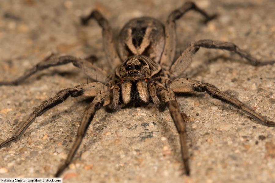 wolf spider