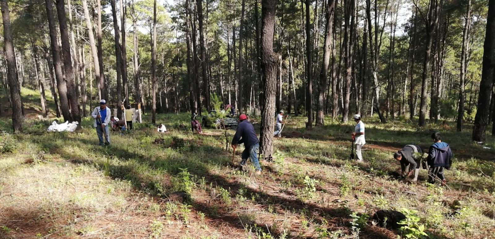 A group of avocado growers in a forest