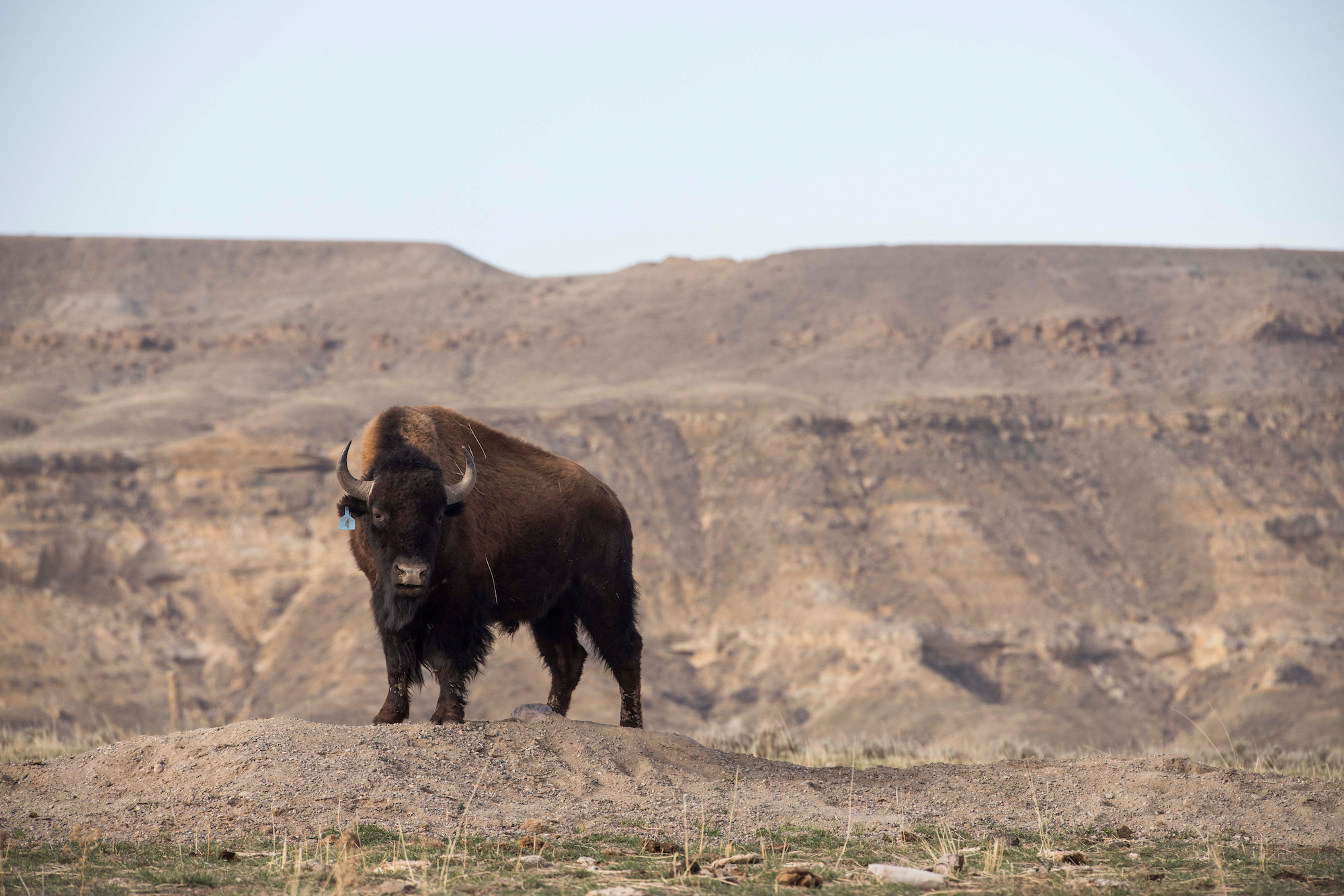 A bison with a blue-tagged ear stands on a prairie