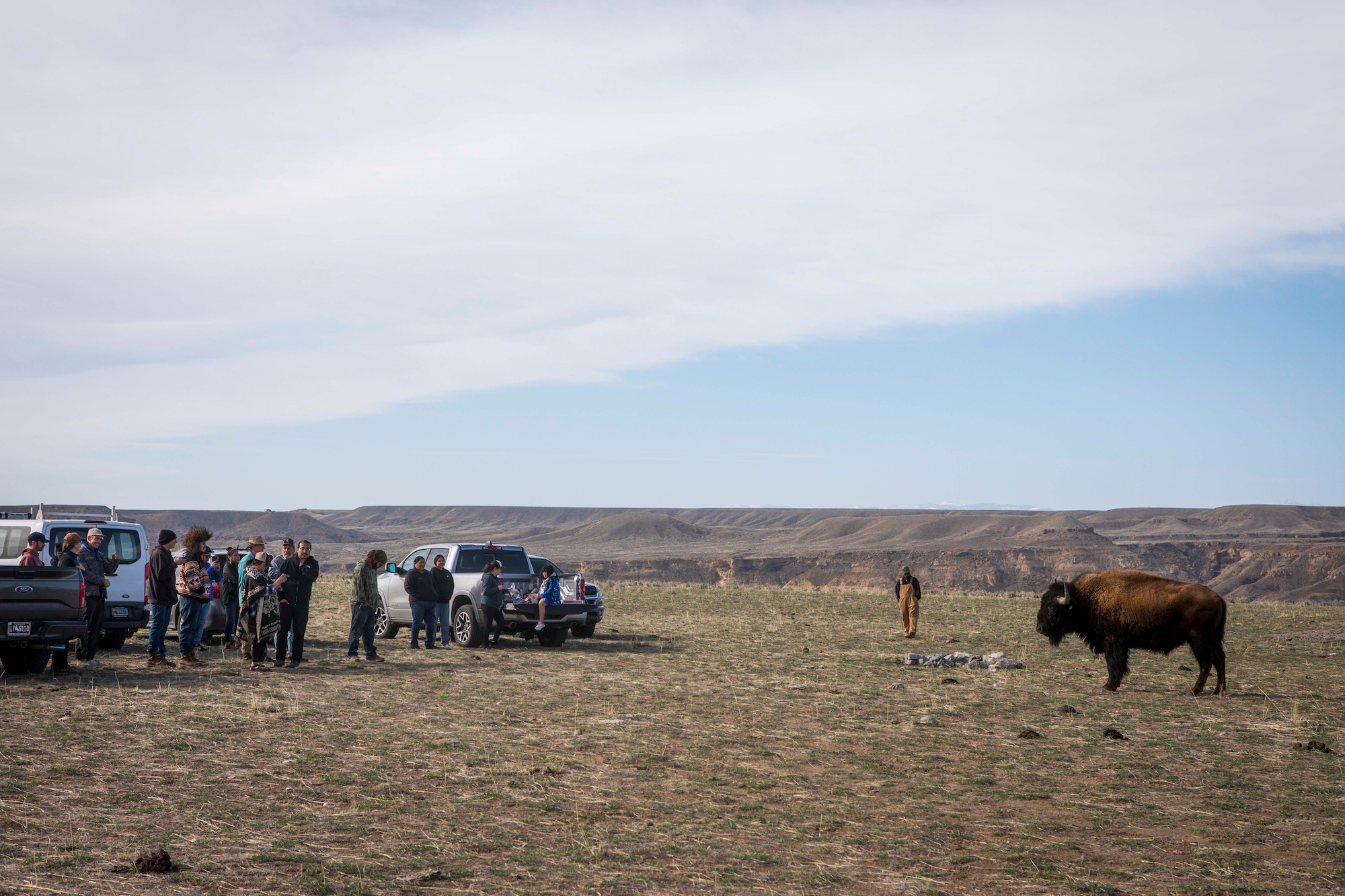A bison faces a crowd of people and trucks on a flat field