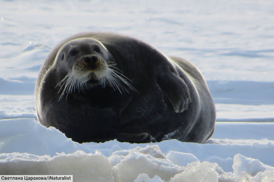 Bearded Seal