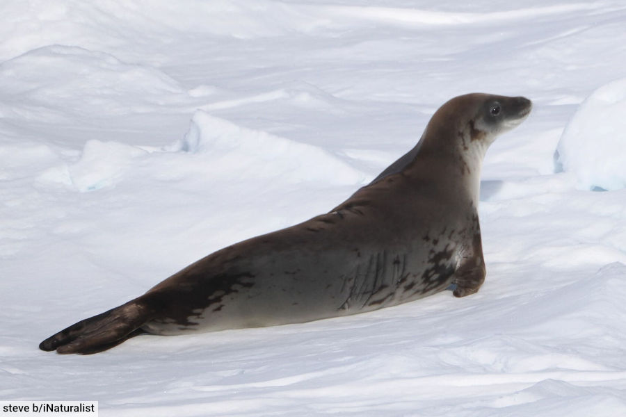 Crabeater Seal