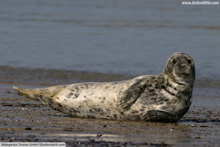 Gray Seal