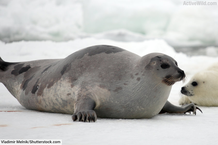 Harp Seal