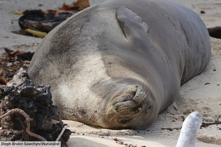 Hawaiian Monk Seal