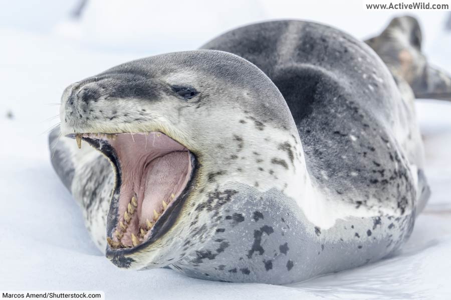 Leopard Seal