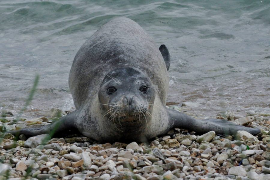Mediterranean Monk Seal cc