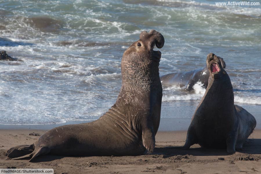 Northern Elephant Seals Fighting