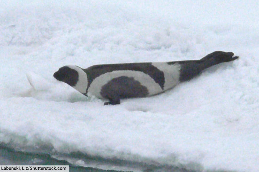 Ribbon Seal