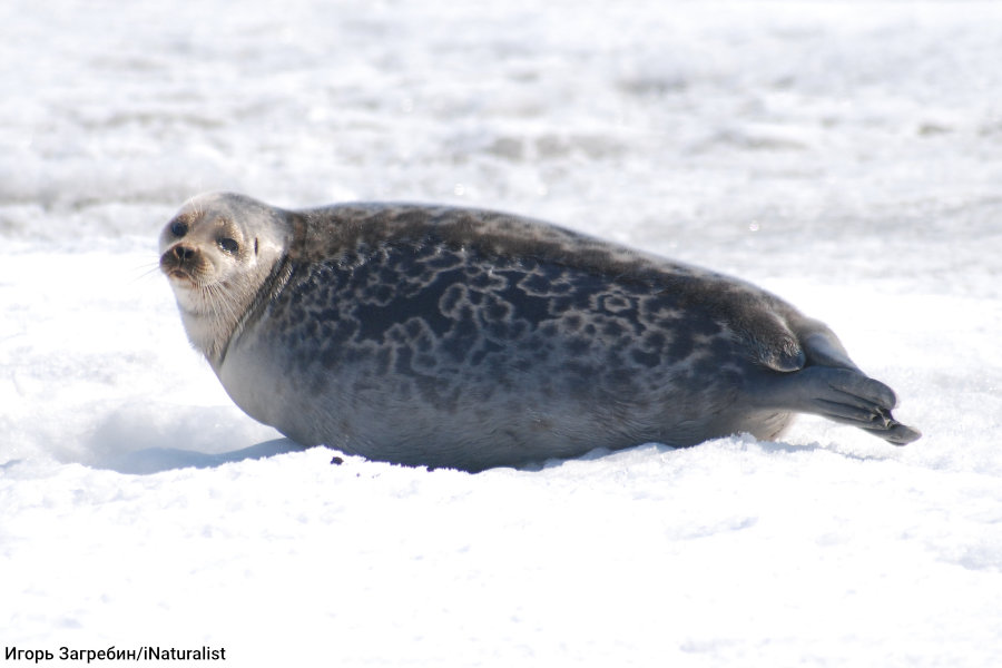 Ringed Seal