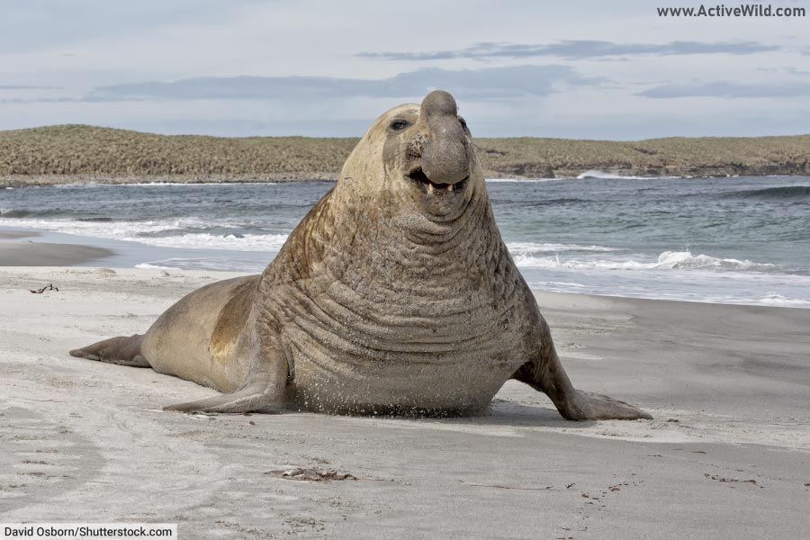 Southern Elephant Seal