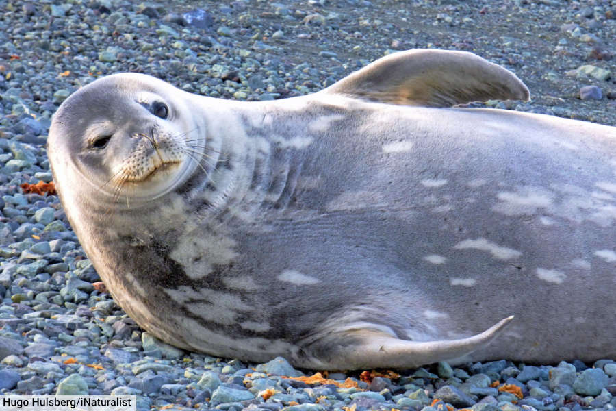 Weddell Seal