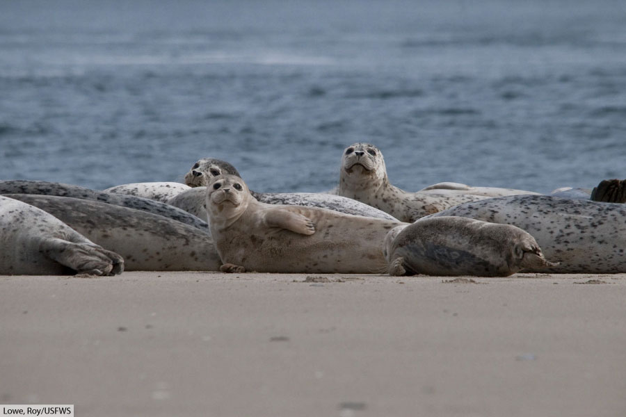 group of harbor seals on sandy beach