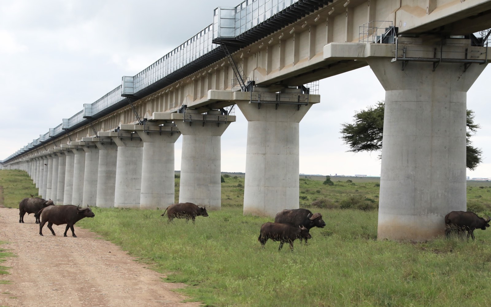 A photo shows water buffalo crossing in a grassy field beneath a raised bridge