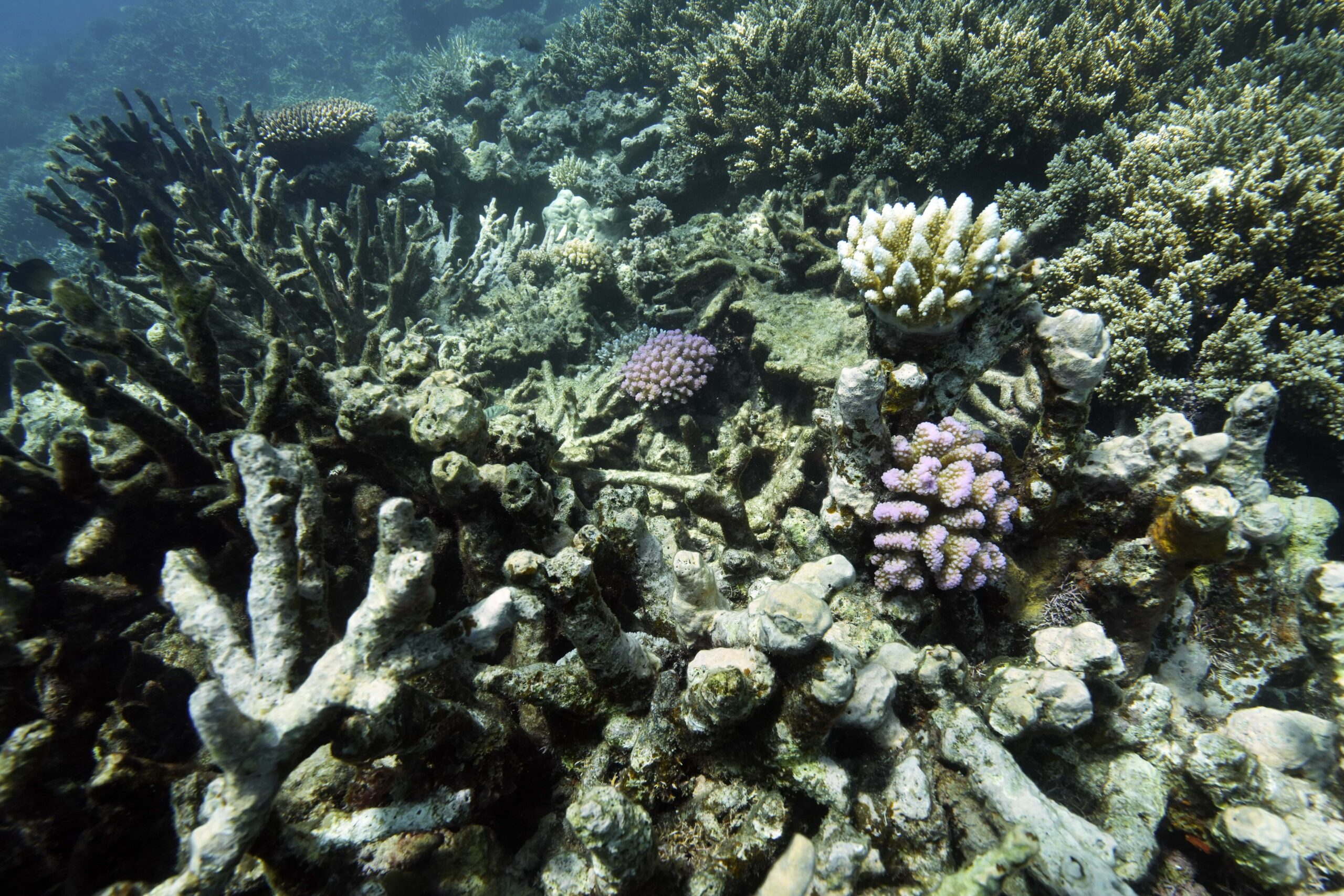 Coral on Moore Reef is visible in Gunggandji Sea Country off coast of Queensland in eastern Australia on Nov. 13, 2022.