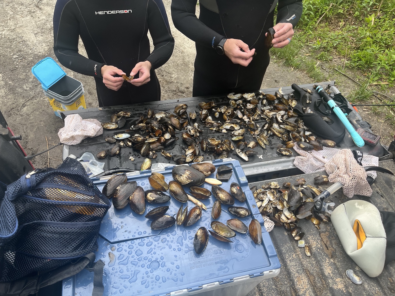 two people in wet suits pick up mussels laid out on a table or bench. Many have broken shells.