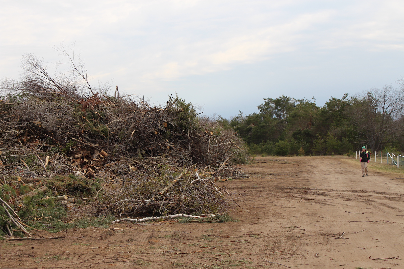 A gigantic pile of chopped wood and felled trees
