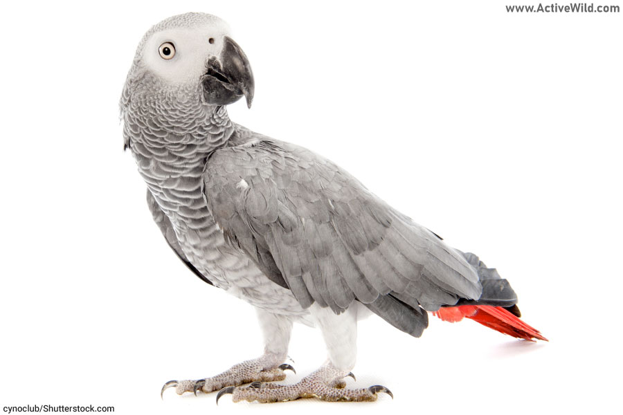 African Grey Parrot