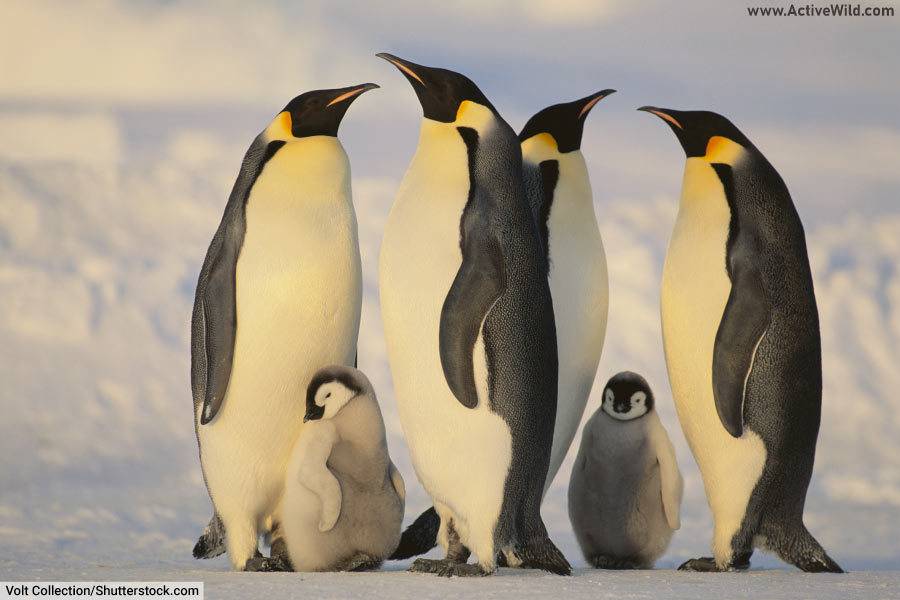 Emperor Penguins