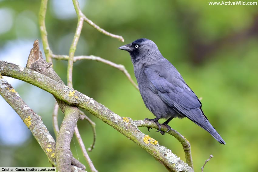 Jackdaw