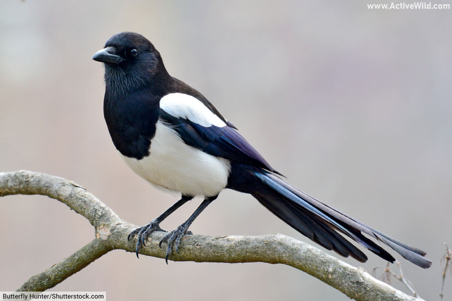 Eurasian Magpie