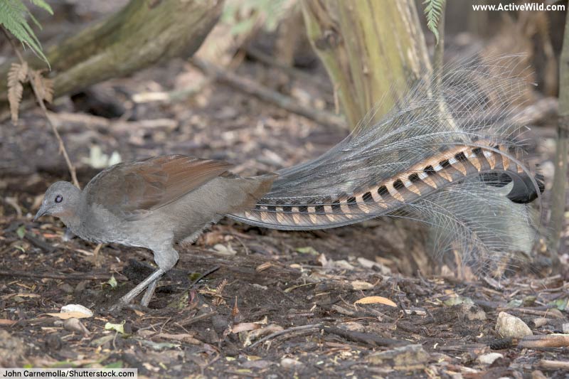 Superb Lyrebird