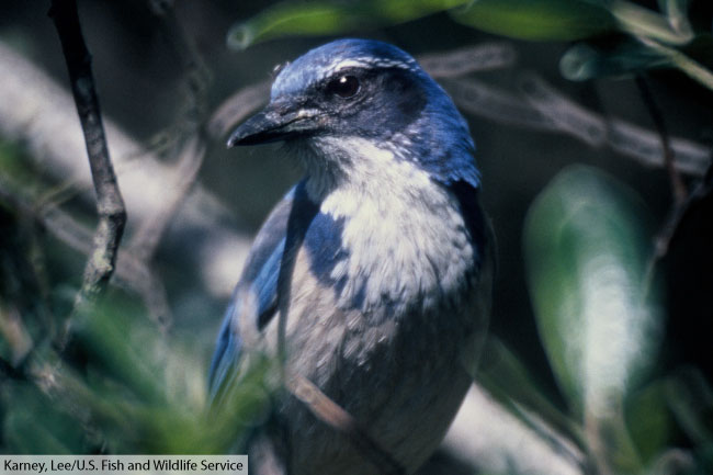 Western Scrub Jay